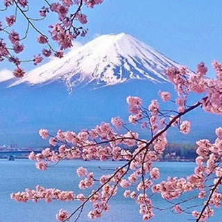 Japanese Cherry Blossom Fragrance Oil (Natures Garden)