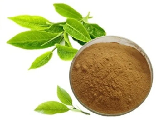 Green Tea Extract Powder