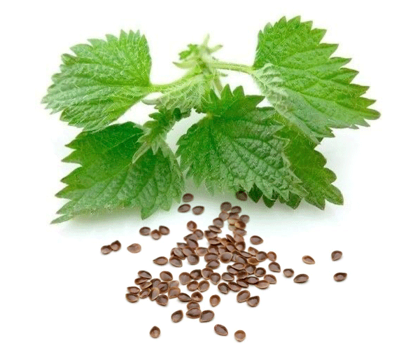 Nettle Seeds