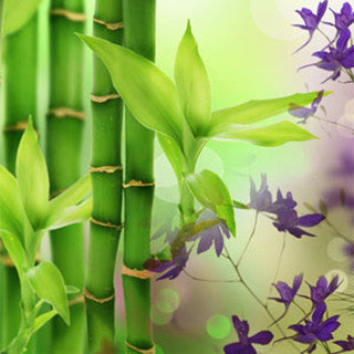 Australian Bamboo Grass Fragrance Oil