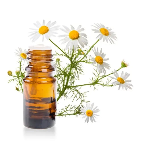 Chamomile German Essential Oil