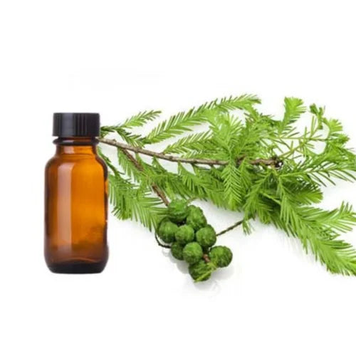 Cypress Essential Oil