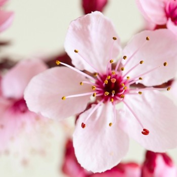 Japanese Cherry Blossom Fragrance Oil (Natures Garden)