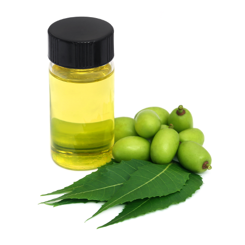 Neem Seed Oil - Pale Green - Minimal Scent