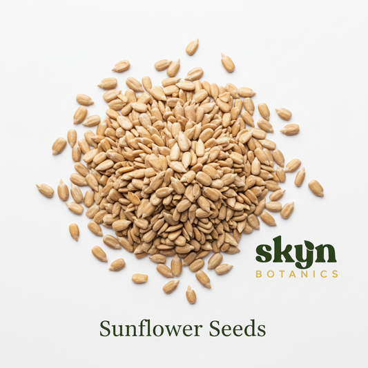 Sunflower Seeds - Seeds Focus